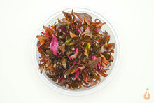 Lade das Bild in den Galerie-Viewer, Kleines Papageienblatt Alternanthera reineckii 'Mini' In Vitro Aquariumpflanze XL Becher