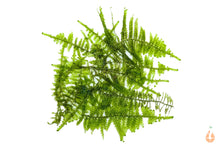 Lade das Bild in den Galerie-Viewer, Kleines Weihnachtsbaum Moos | Vesicularia sp. 'Mini Christmas Moss' | Aquariummoos