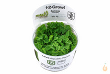 Lade das Bild in den Galerie-Viewer, Tropica In Vitro Kleinohriger Schwimmfarn / Büschelfarn | Schwimmpflanze | Salvinia auriculata