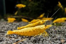 Lade das Bild in den Galerie-Viewer, Koi Sunburst Garnele | Neocaridina davidi "Koi-Sunburst" im Nanoaquarium