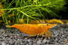 Lade das Bild in den Galerie-Viewer, Koi Sunburst Garnele | Neocaridina davidi "Koi-Sunburst" im Aquascape Aquarium