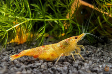 Lade das Bild in den Galerie-Viewer, Koi Sunburst Garnele | Neocaridina davidi "Koi-Sunburst" im Aquarium
