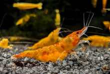 Lade das Bild in den Galerie-Viewer, Koi Sunburst Garnele | Neocaridina davidi "Koi-Sunburst" im Aquarium im Garnelen Aquarium