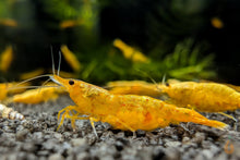 Lade das Bild in den Galerie-Viewer, Koi Sunburst Garnele | Neocaridina davidi "Koi-Sunburst" im Nano Aquarium