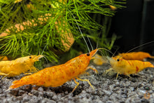 Lade das Bild in den Galerie-Viewer, Koi Sunburst Garnele | Neocaridina davidi "Koi-Sunburst" im Garnelenaquarium