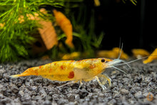 Lade das Bild in den Galerie-Viewer, Koi Sunburst Garnele | Neocaridina davidi "Koi-Sunburst" im Aquascaping Aquarium