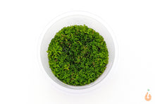 Lade das Bild in den Galerie-Viewer, Korallenmoos / Korallen Moos | Riccardia "chamedryfolia" | In Vitro Aquariummoos für das Nano Aquarium