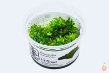 Lade das Bild in den Galerie-Viewer, Korallenmoos / Korallen Moos | Riccardia "chamedryfolia" | In Vitro Aquariummoos Tropica
