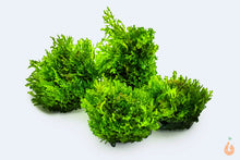 Lade das Bild in den Galerie-Viewer, Korallenmoos / Korallen Moos | Riccardia "chamedryfolia" | In Vitro Aquariummoos Tropica