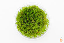 Lade das Bild in den Galerie-Viewer, Krabi Moos | Vesicularia montagnei Krabi | In Vitro Aquariummoos XL Becher
