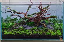 Lade das Bild in den Galerie-Viewer, Kriechende Staurogyne | Staurogyne repens | In Vitro Aquariumpflanze im Aquascaping Aquarium