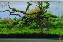 Lade das Bild in den Galerie-Viewer, Kriechende Staurogyne | Staurogyne repens | In Vitro Aquariumpflanze im Aquascaping Aquarium