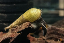 Lade das Bild in den Galerie-Viewer, Langnasenschnecke | TDS | Stenomelania torulosa im Aquarium