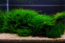 Lade das Bild in den Galerie-Viewer, Taiwan Moos | Taxiphyllum alternans 'Taiwan Moss' | Aquariummoos Aquascape Aquarium
