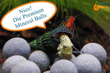 Lade das Bild in den Galerie-Viewer, Die gelbe Mini Tylo Schnecke findet wie andere Wirbellose im Aquarium meine Premium Mineral Balls - Nice!