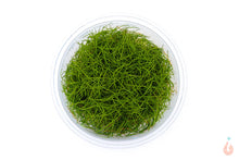 Lade das Bild in den Galerie-Viewer, Mini Nadelsimse | Eleocharis "Mini" | In Vitro Aquariumpflanze im XL InVitro Becher