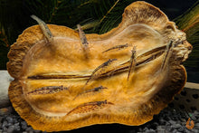 Lade das Bild in den Galerie-Viewer, Minifächergarnele / Zwergfächergarnele | Atyoida pilipes im Garnelenaquarium