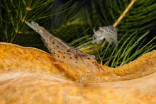 Lade das Bild in den Galerie-Viewer, Minifächergarnele / Zwergfächergarnele | Atyoida pilipes im Aquascape Aquarium
