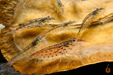 Lade das Bild in den Galerie-Viewer, Minifächergarnele / Zwergfächergarnele | Atyoida pilipes im Schneckenaquarium