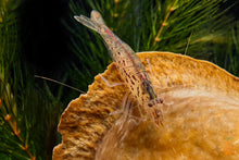 Lade das Bild in den Galerie-Viewer, Minifächergarnele / Zwergfächergarnele | Atyoida pilipes im Nano Aquarium