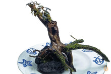 Lade das Bild in den Galerie-Viewer, Moorwurzel mit Bucephalandra und Moos für das Aquarium