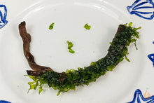 Lade das Bild in den Galerie-Viewer, Spiderholz mit Moos für das Aquarium