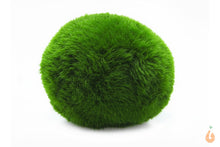 Lade das Bild in den Galerie-Viewer, Moosball Moos Ball Mooskugel Moos Kugel Aegagropila linnaei Aus Quarantäne für das Aquarium