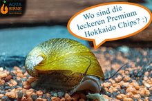 Lade das Bild in den Galerie-Viewer, Olive Napfschnecke / Algenrennschnecke | Neritina pulligera - TOP Algenkiller! liebt die Aqua Birne Premium Hokkaido Chips