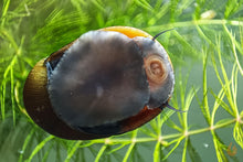 Lade das Bild in den Galerie-Viewer, Olive Napfschnecke / Algenrennschnecke | Neritina pulligera - TOP Algenkiller! Makroaufnahme