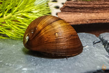 Lade das Bild in den Galerie-Viewer, Olive Napfschnecke / Algenrennschnecke | Neritina pulligera - TOP Algenkiller! braun