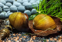 Lade das Bild in den Galerie-Viewer, Olive Napfschnecke / Algenrennschnecke | Neritina pulligera - TOP Algenkiller! im Nano-Aquarium
