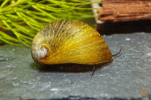 Lade das Bild in den Galerie-Viewer, Olive Napfschnecke / Algenrennschnecke | Neritina pulligera - TOP Algenkiller! im Nano Aquarium