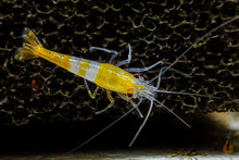 Lade das Bild in den Galerie-Viewer, Orange Rili Sakura Garnele | Neocaridina davidi "Orange Rili" im Aquarium