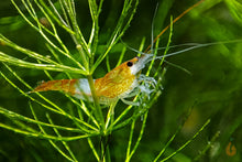 Lade das Bild in den Galerie-Viewer, Orange Rili Sakura Garnele | Neocaridina davidi "Orange Rili" im Aquarium im Aquascape Aquarium