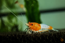 Lade das Bild in den Galerie-Viewer, Orange Rili Sakura Garnele | Neocaridina davidi "Orange Rili" im Nao Aquarium