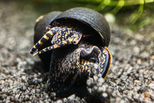 Lade das Bild in den Galerie-Viewer, Orange Spotted Leopard Schnecke / Orange Spot Snail | Filopaludina sp. - Rarität im Aquarium im Garnelenaquarium
