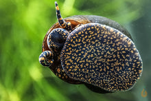 Lade das Bild in den Galerie-Viewer, Orange Spotted Leopard Schnecke / Orange Spot Snail | Filopaludina sp. - Rarität Nahaufnahme an der Aquariumscheibe