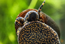 Lade das Bild in den Galerie-Viewer, Orange Spotted Leopard Schnecke / Orange Spot Snail | Filopaludina sp. - Rarität Nahaufnahme an der Aquariumscheibe