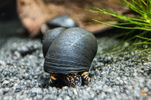 Lade das Bild in den Galerie-Viewer, Orange Spotted Leopard Schnecke / Orange Spot Snail | Filopaludina sp. - Rarität im Garnelen Aquarium