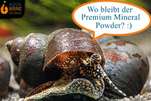 Lade das Bild in den Galerie-Viewer, Orange Spotted Leopard Schnecke / Orange Spot Snail | Filopaludina sp. - liebt den Premium Mineral Powder von Aqua Birne