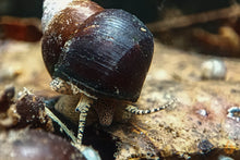 Lade das Bild in den Galerie-Viewer, Orange Spotted Schnecke / Orange Spot Snail | Filopaludina sp. - Rarität im Garnelenaquarium