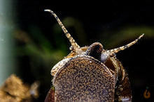 Lade das Bild in den Galerie-Viewer, Orange Spotted Schnecke / Orange Spot Snail | Filopaludina sp. - Rarität im Garnelen Aquarium