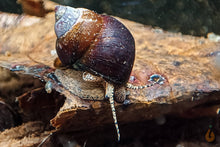 Lade das Bild in den Galerie-Viewer, Orange Spotted Schnecke / Orange Spot Snail | Filopaludina sp. - Rarität im Schneckenaquarium