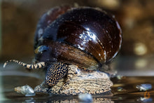 Lade das Bild in den Galerie-Viewer, Orange Spotted Schnecke / Orange Spot Snail | Filopaludina sp. - Rarität Nahaufnahme