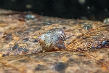 Lade das Bild in den Galerie-Viewer, Orange Spotted Schnecke / Orange Spot Snail | Filopaludina sp. - Rarität Nachwuchs / Babyschnecke