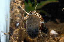 Lade das Bild in den Galerie-Viewer, Orange Spotted Schnecke / Orange Spot Snail | Filopaludina sp. - Rarität an der Aquariumscheibe
