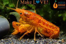 Lade das Bild in den Galerie-Viewer, Oranger Zwergflusskrebs CPO | Cambarellus patzcuarensis orange bei der Paarung im Aquarium / Liebesspeil