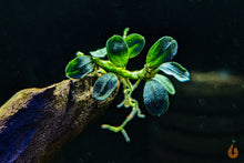 Lade das Bild in den Galerie-Viewer, Bucephalandra "Metallica" | Buce Nachzucht - Rarität im Aquarium