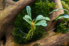 Lade das Bild in den Galerie-Viewer, Bucephalandra "Purple Rain" | Buce Nachzucht - Rarität im Aquarium