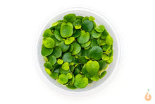 Lade das Bild in den Galerie-Viewer, Südamerikanischer Froschbiss | Limnobium laevigatum | In Vitro Schwimmpflanze XL Becher